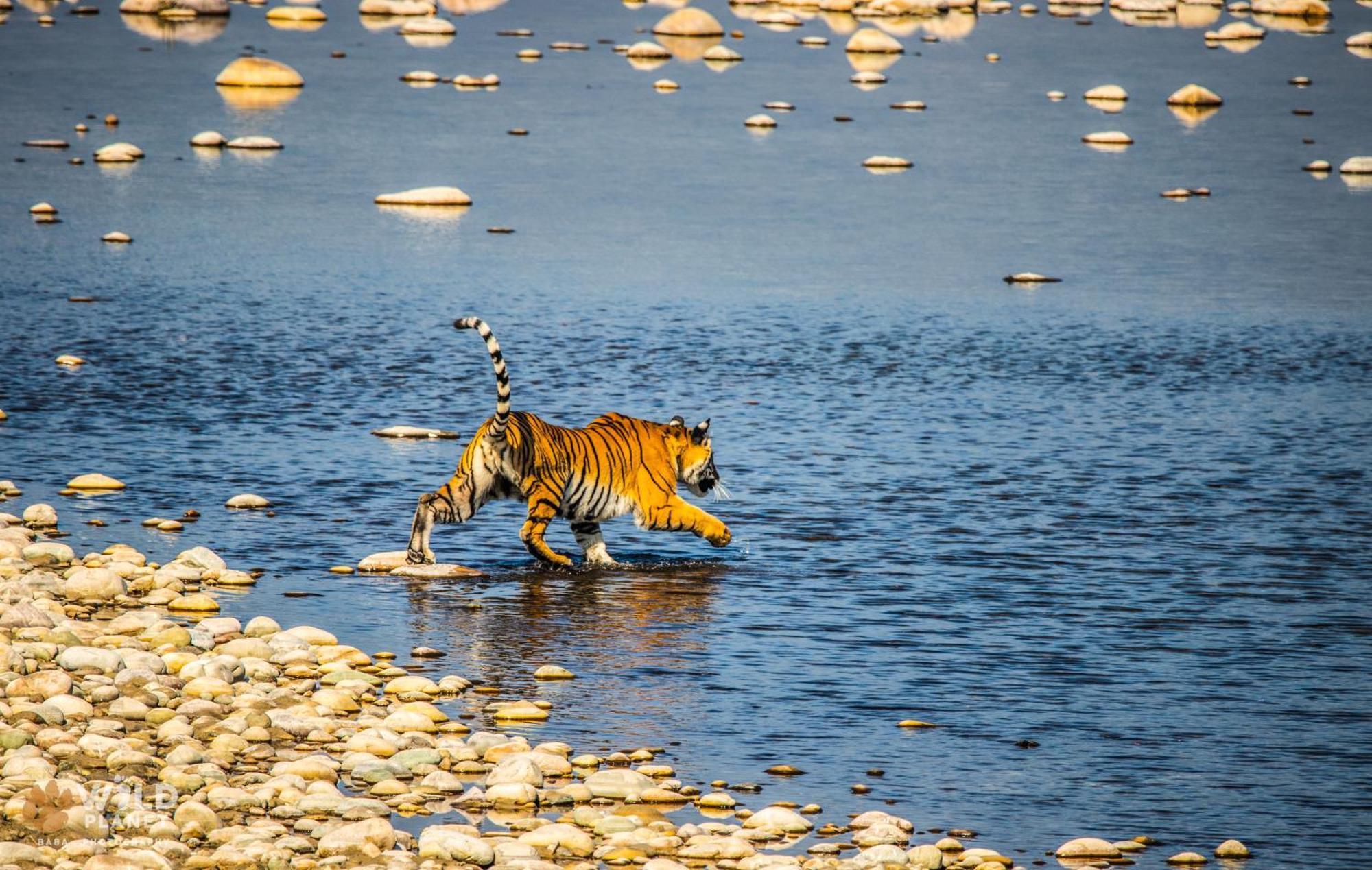 Wild Planet Eco Retreat Hotel Bardiya Buitenkant foto