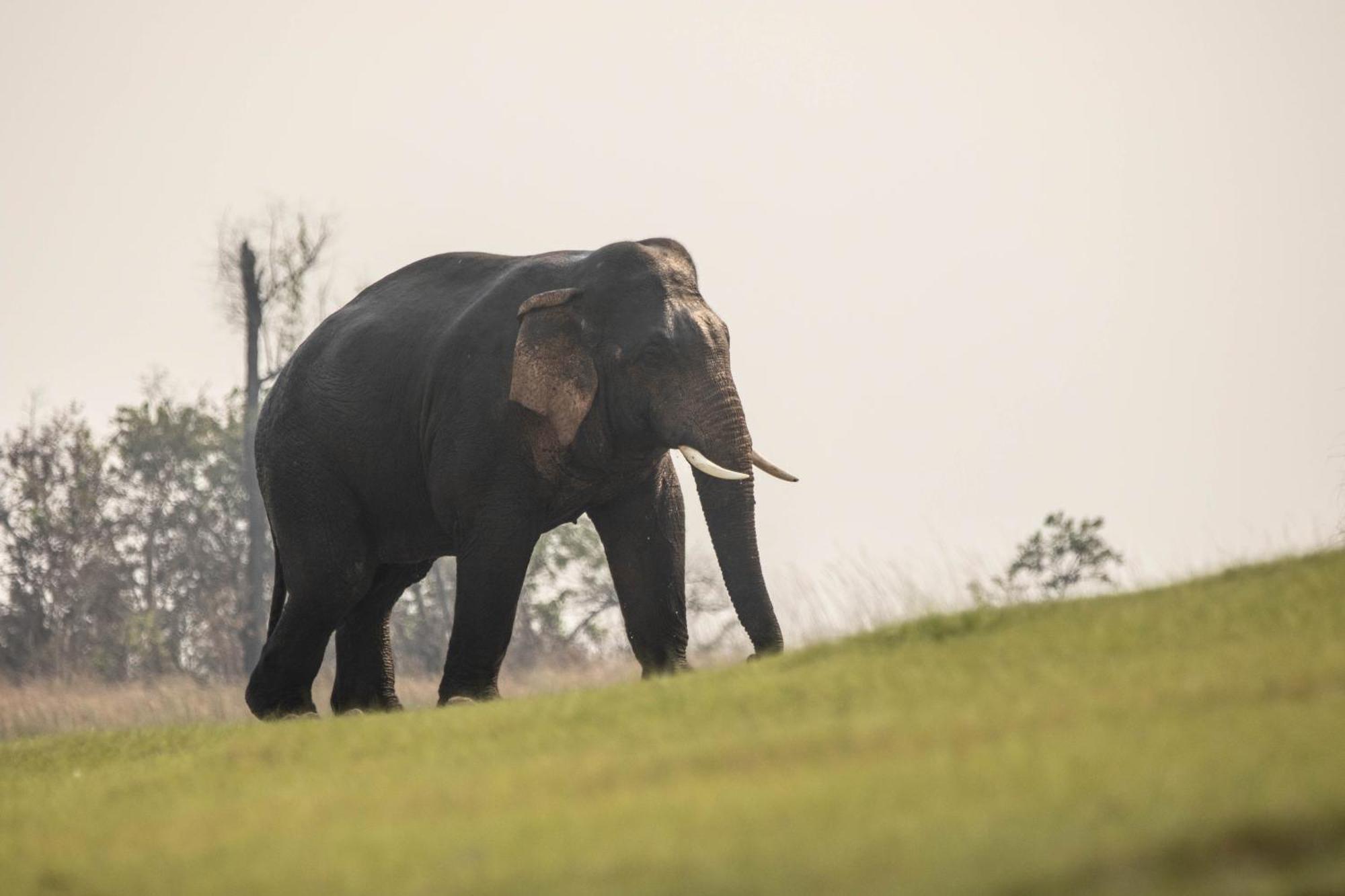 Wild Planet Eco Retreat Hotel Bardiya Buitenkant foto