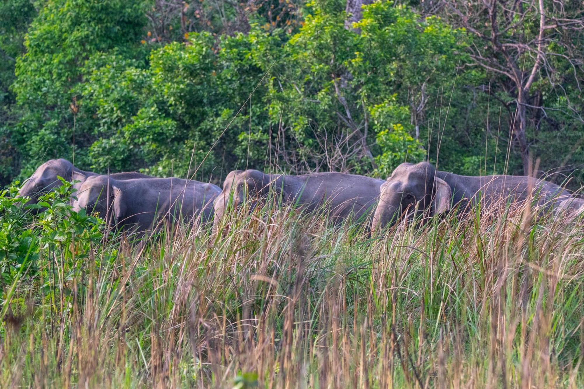 Wild Planet Eco Retreat Hotel Bardiya Buitenkant foto