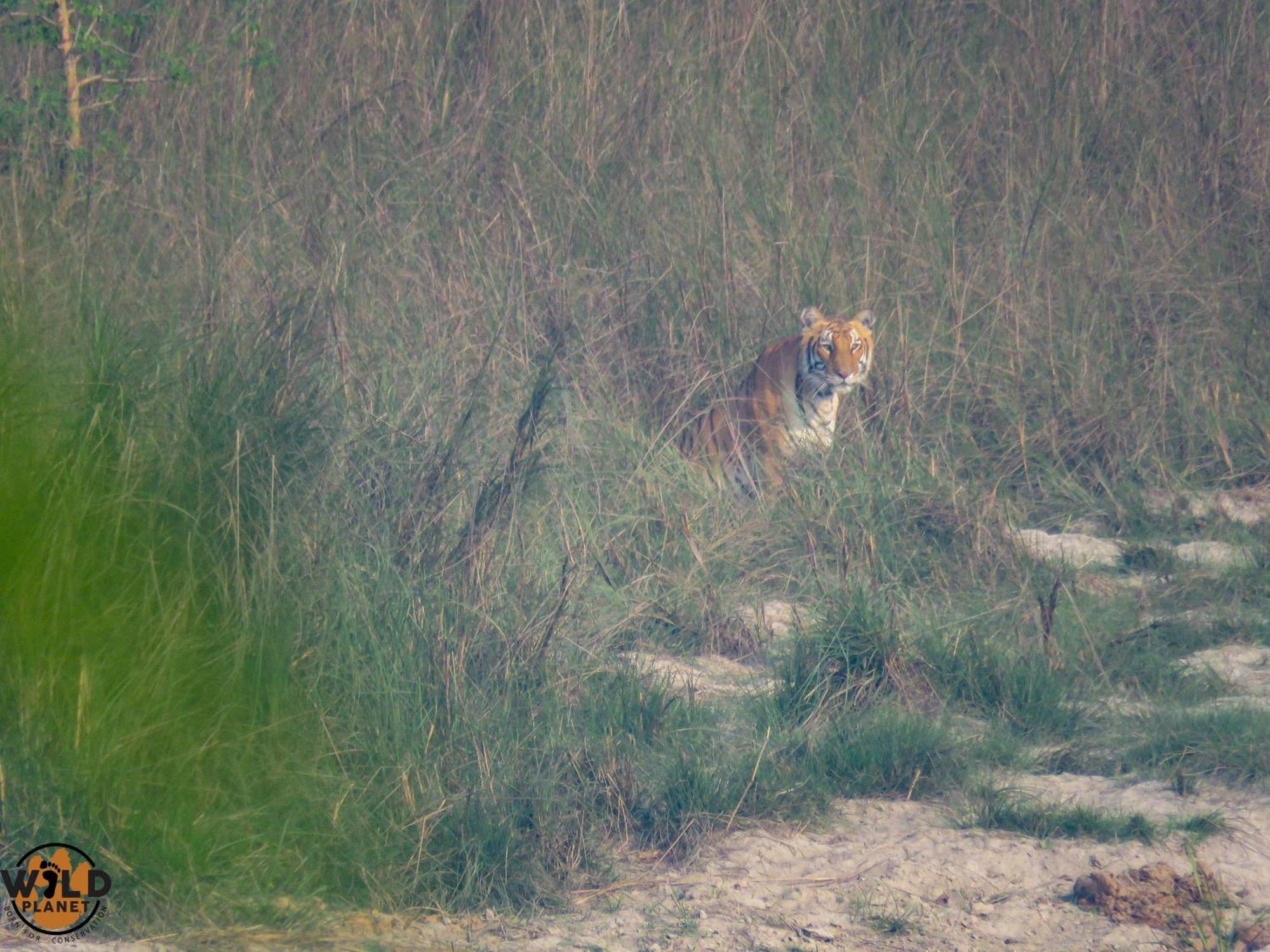 Wild Planet Eco Retreat Hotel Bardiya Buitenkant foto