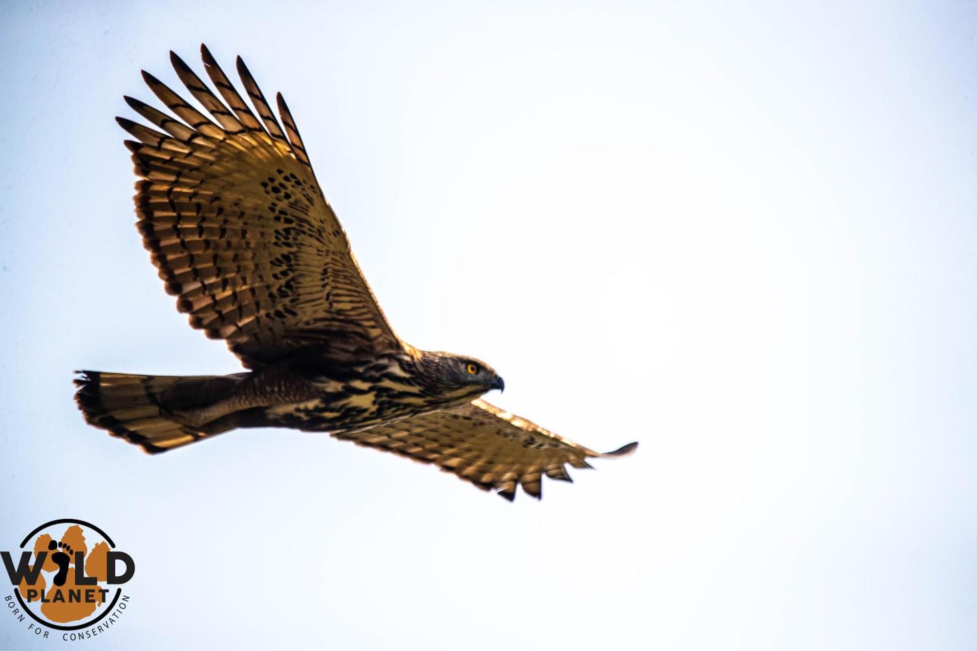 Wild Planet Eco Retreat Hotel Bardiya Buitenkant foto