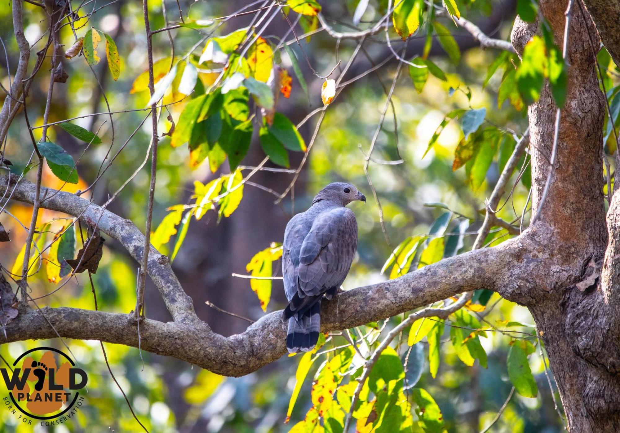 Wild Planet Eco Retreat Hotel Bardiya Buitenkant foto